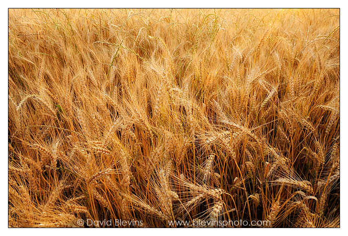 Chatham County Wheat Field