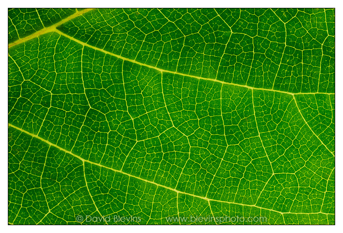 Smooth Hydrangea Leaf