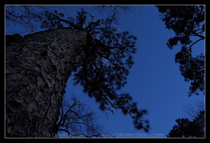 The Oldest Longleaf Pine