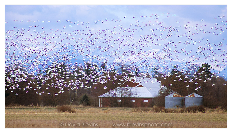 Snow Geese over the Alaksen National Wildlife Area